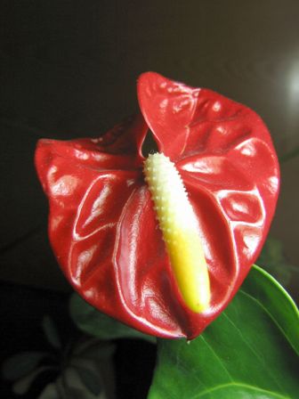 Антуриум Андре (Anthurium andraeanum) - цветение