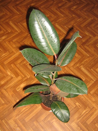 Фикус каучуконосный или упругий (Ficus elastica)