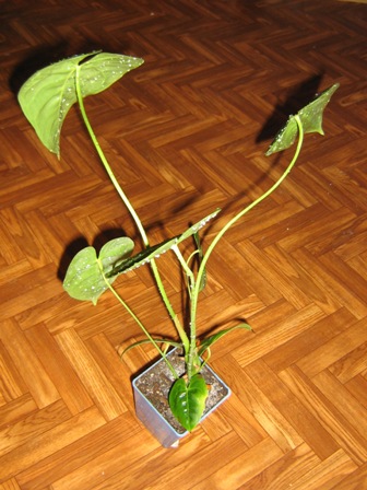 Антуриум Андре (Anthurium andraeanum)