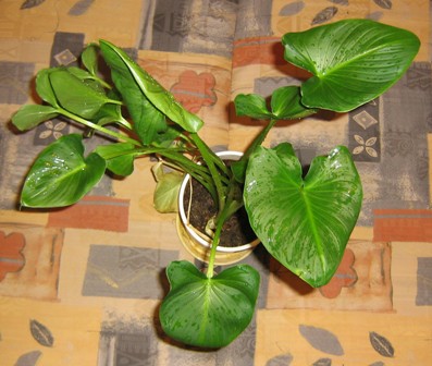 Калла (Zantedeschia aethiopica syn. Calla aethiopica)